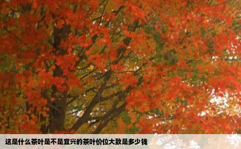 这是什么茶叶是不是宜兴的茶叶价位大致是多少钱