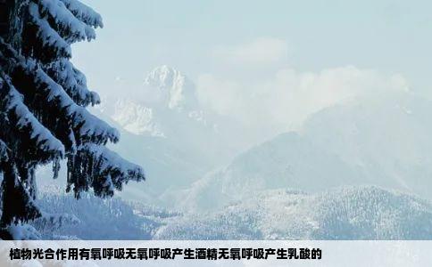 植物光合作用有氧呼吸无氧呼吸产生酒精无氧呼吸产生乳酸的