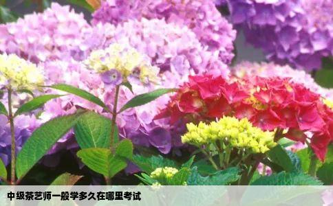 中级茶艺师一般学多久在哪里考试