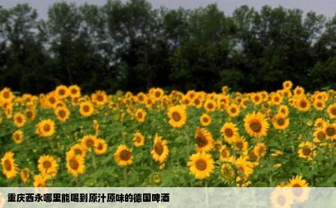 重庆西永哪里能喝到原汁原味的德国啤酒