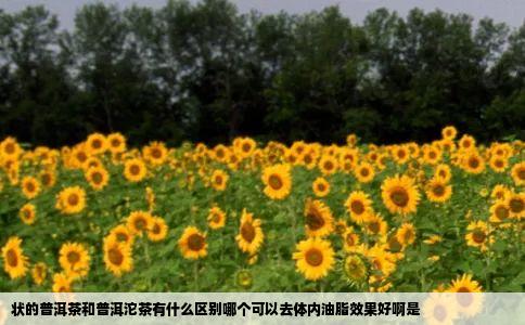 状的普洱茶和普洱沱茶有什么区别哪个可以去体内油脂效果好啊是
