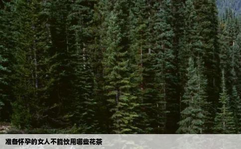 准备怀孕的女人不能饮用哪些花茶