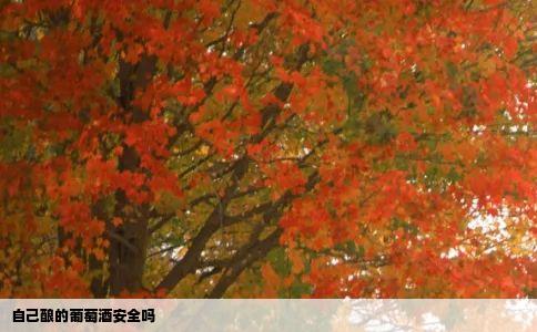 自己酿的葡萄酒安全吗