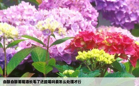 自酿自酿葡萄酒长毛了还能喝吗要怎么处理才行