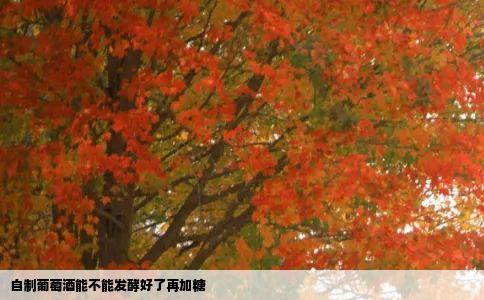 自制葡萄酒能不能发酵好了再加糖