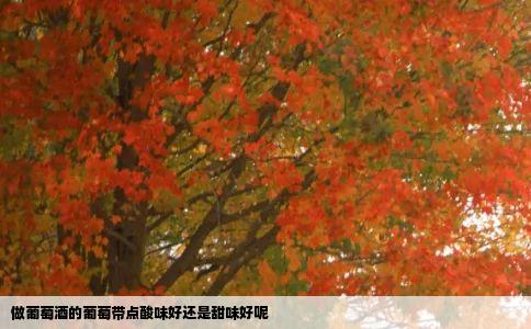 做葡萄酒的葡萄带点酸味好还是甜味好呢