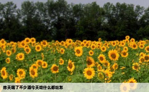 昨天喝了不少酒今天吃什么都吐怎